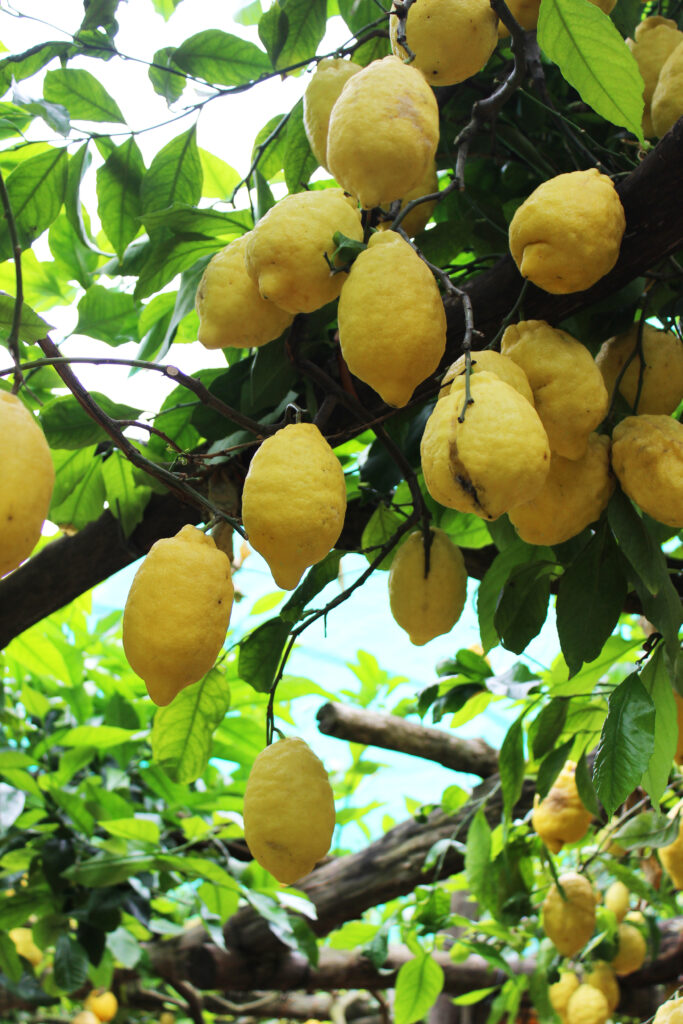 Bright yellow lemons hanging among leaves in a lemon grove