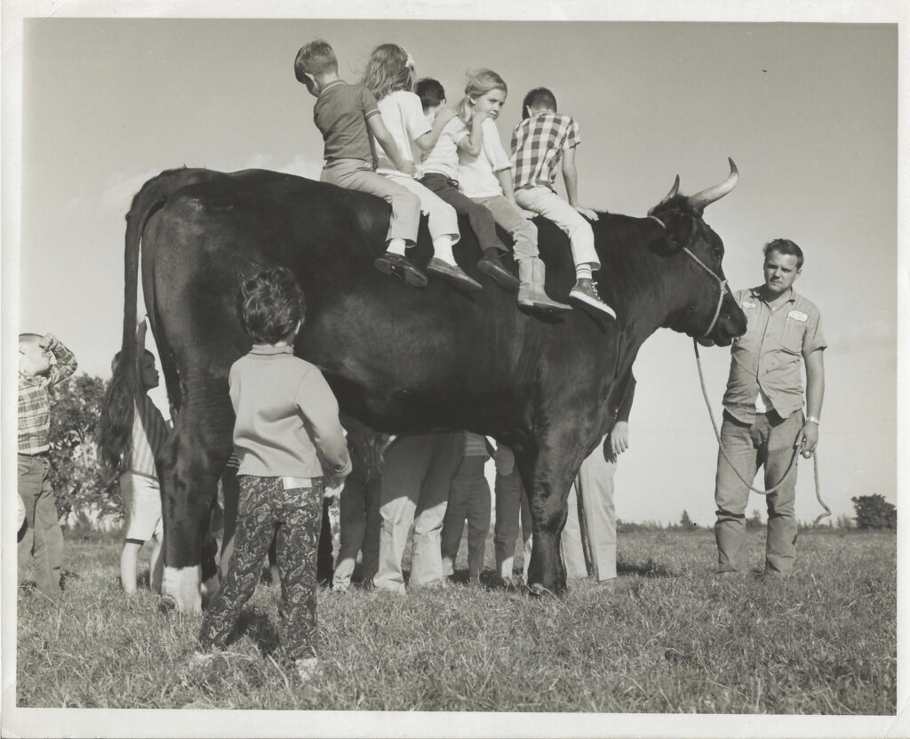 Children sitting on a cow held by a man, at the Youth Fair in the 1950s