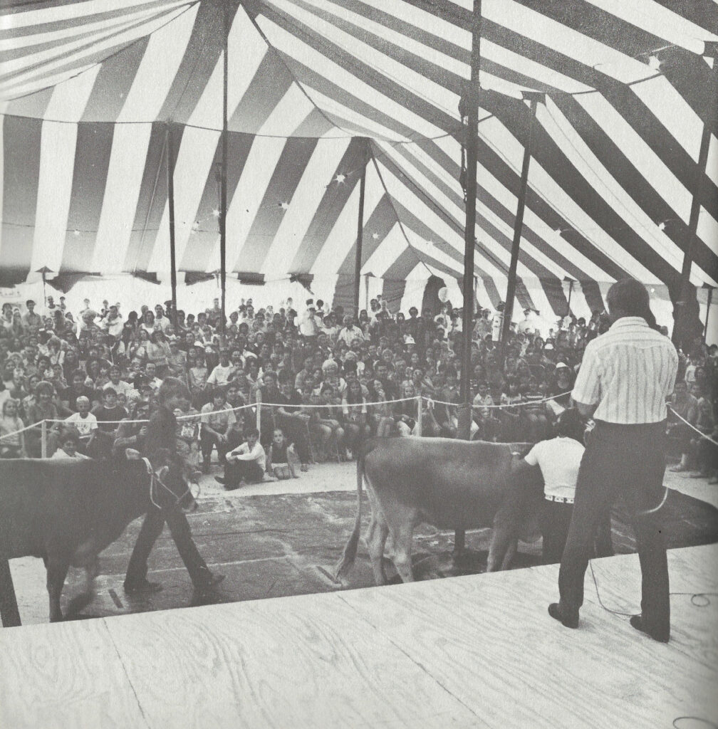 Cattle being shown under a striped tent, in a black-and-white photo from the 1970s