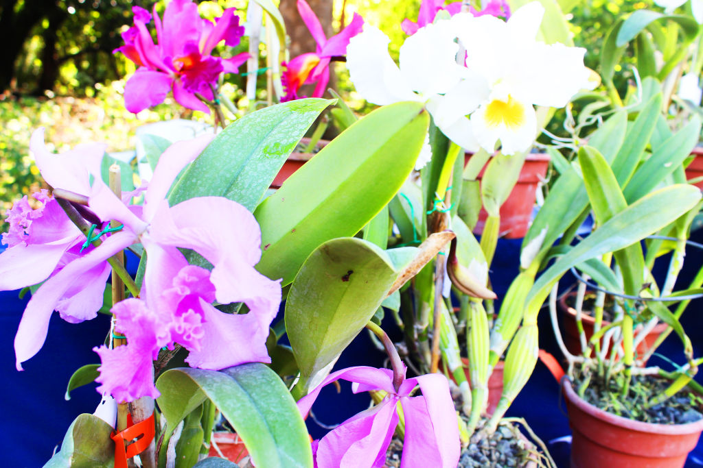 Pink and white orchids in pots