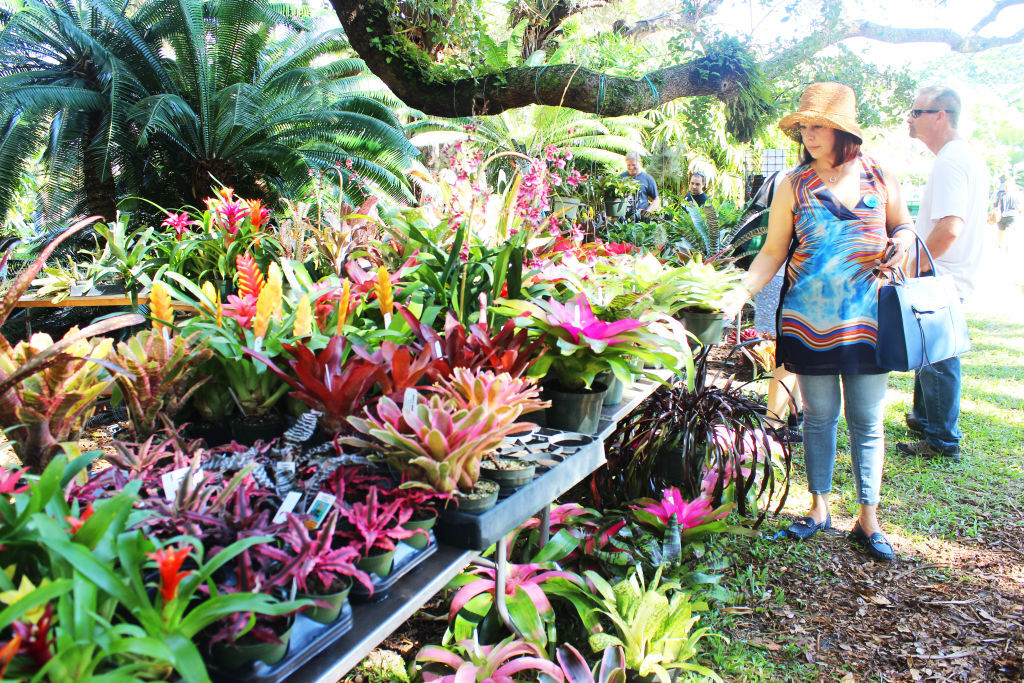 A woman in a sun hat looking at tables of bromeliads under a large tree