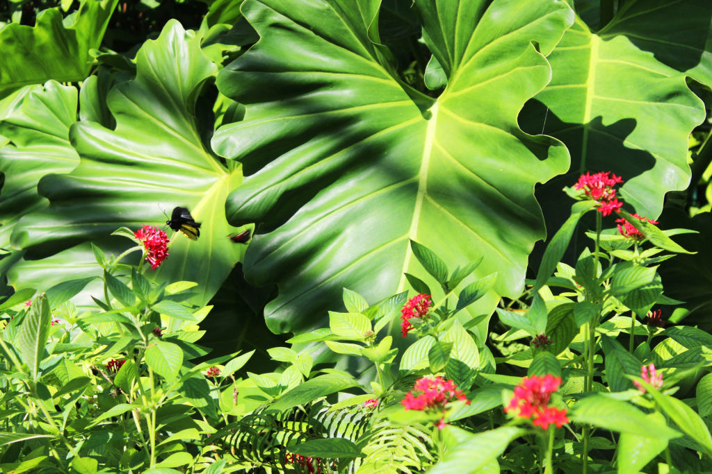 Large tropical leaves and small red flowers in a garden