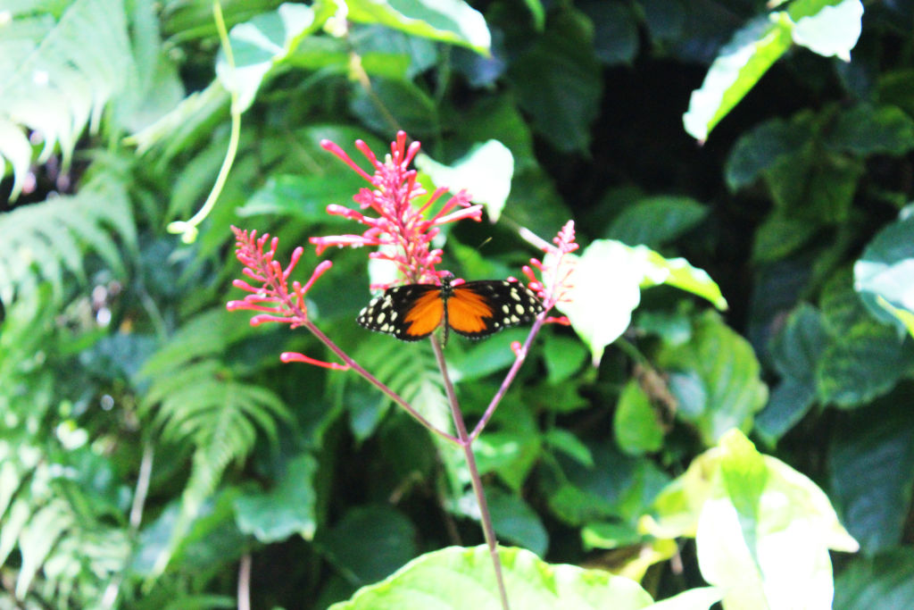 An orange butterfly feeding on a red flower among green leaves