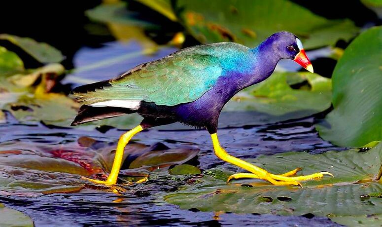 A purple gallinule with bright yellow legs stepping across lily pads