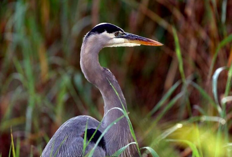 A great blue heron standing among tall grass
