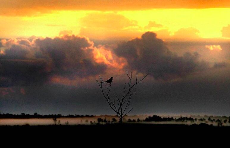 A lone bird perched on a bare tree, silhouetted against an orange sunset over the Everglades