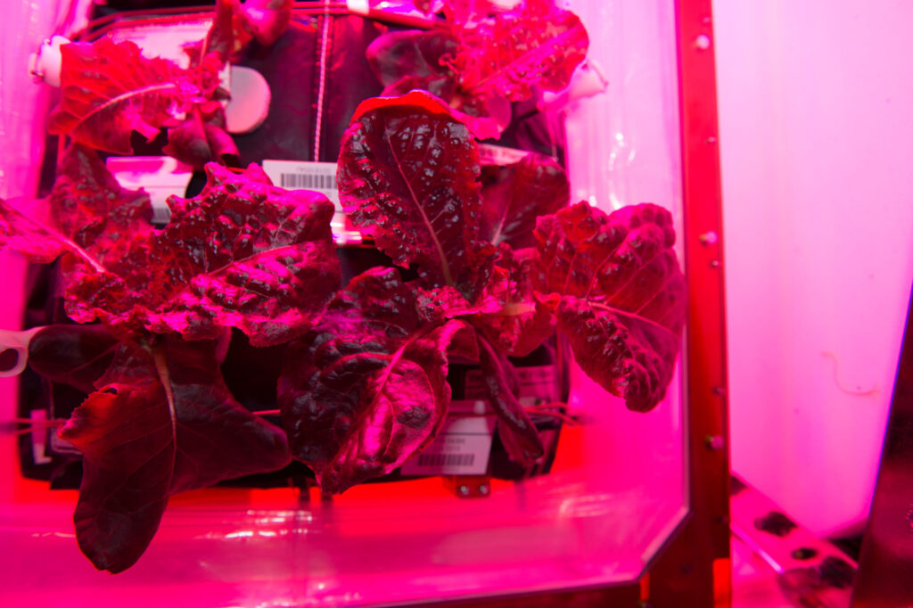 Red lettuce growing under pink LED light