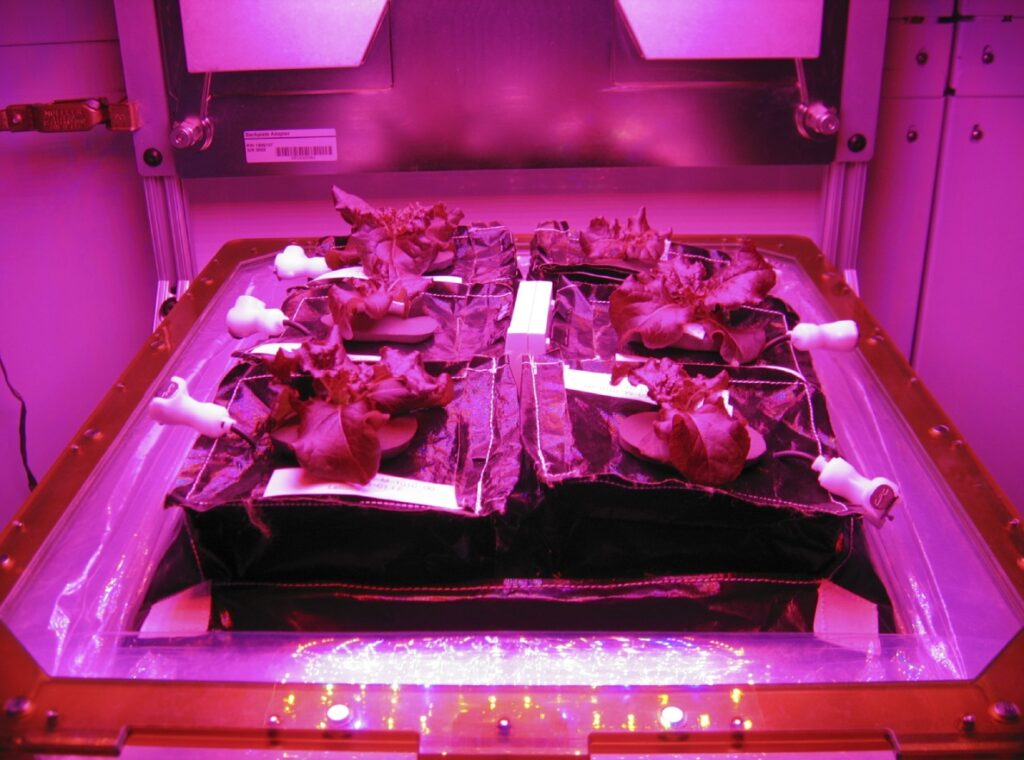 A tray of red lettuce plants growing under pink LED light in a grow chamber