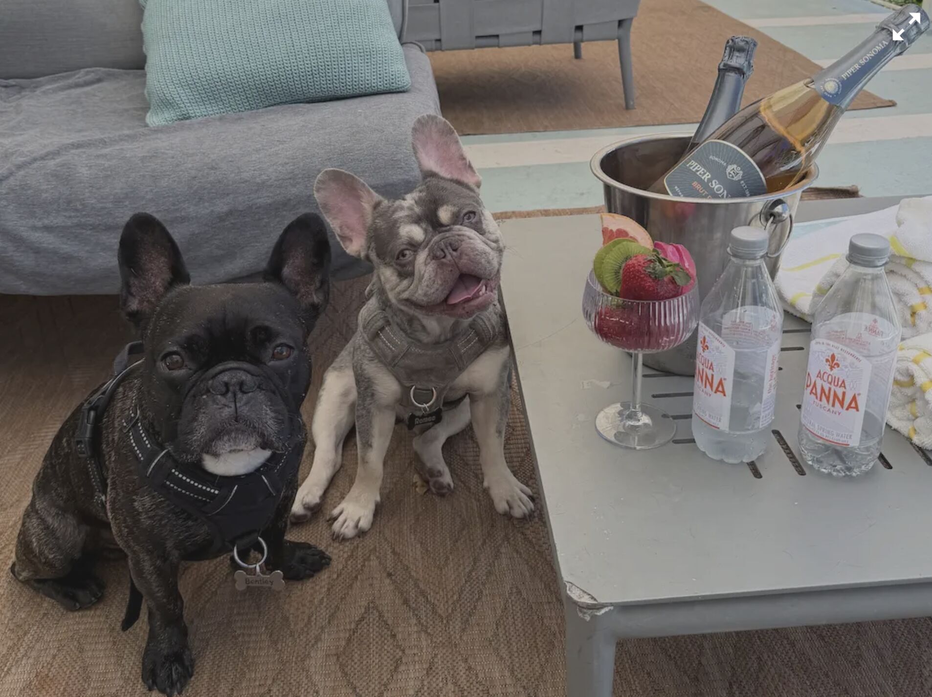 My dogs are Instagram famous. I’ve become a full-time manager, photographer, and publicist.